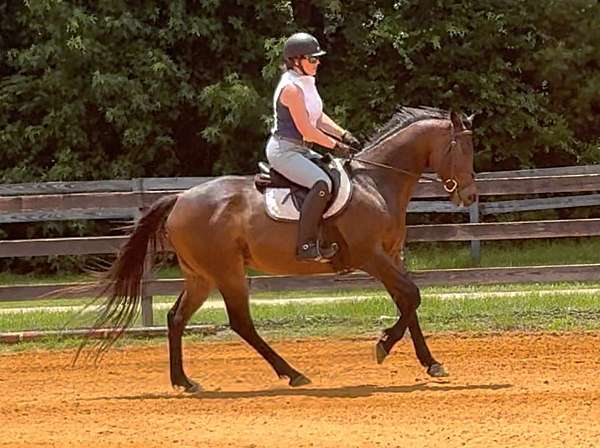 thoroughbred-gelding