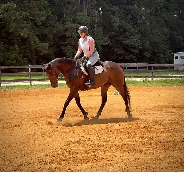 thoroughbred-horse-for-sale