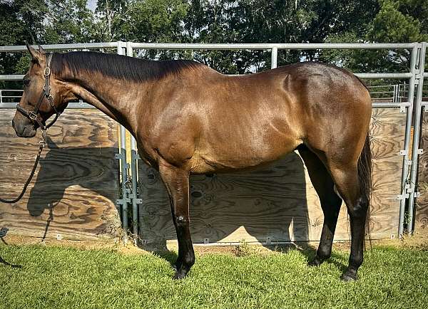 thoroughbred-horse