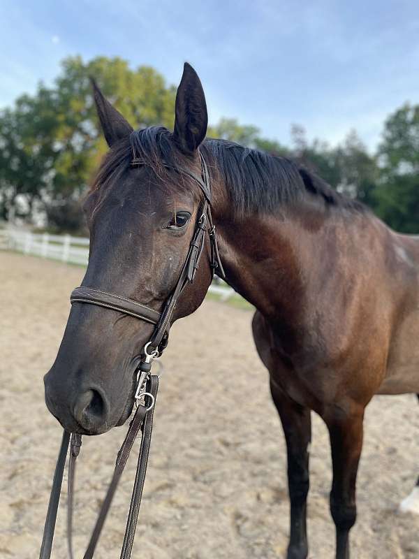 warmblood-horse