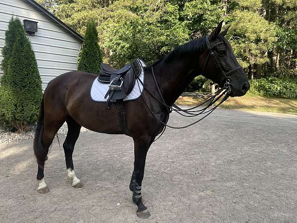 warmblood-gelding
