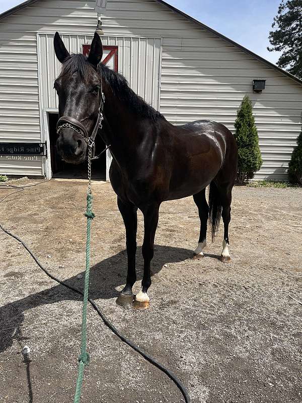 warmblood-horse-for-sale