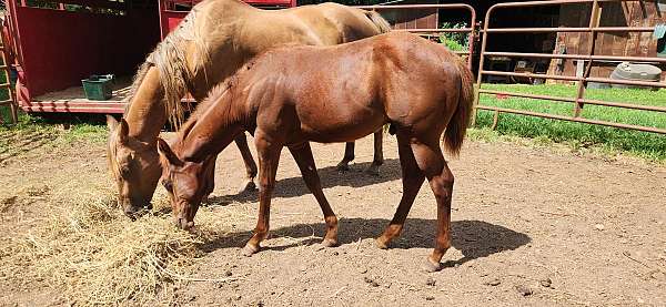 quarter-horse-colt