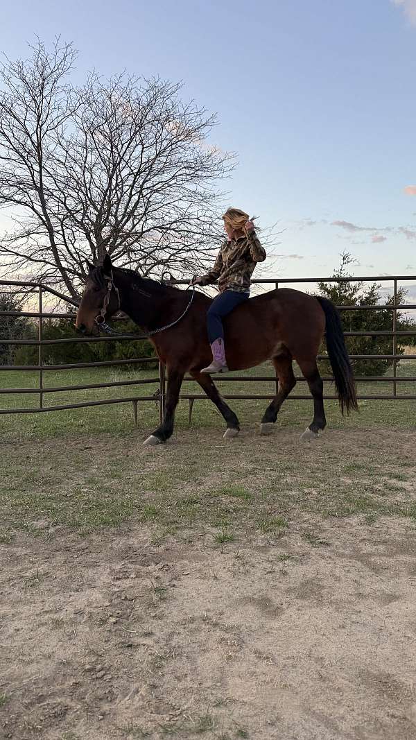 longe-line-mustang-horse