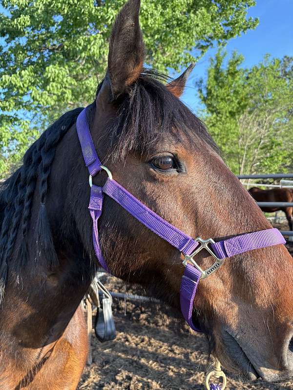 kid-safe-mustang-horse