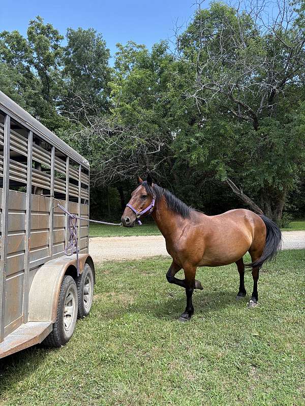 ridden-western-mustang-horse