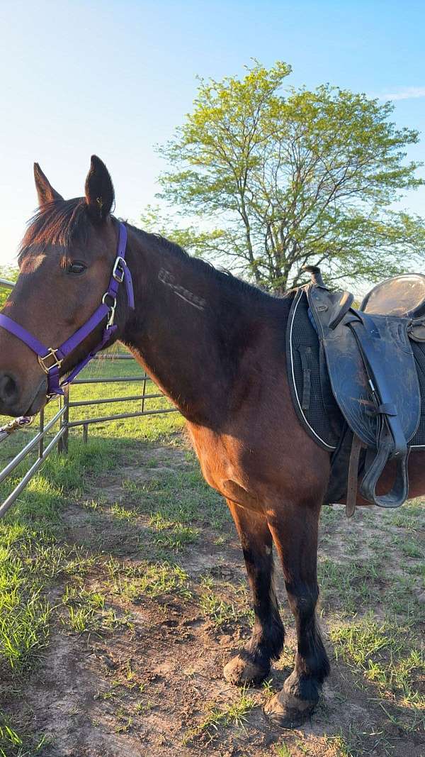 athletic-mustang-horse