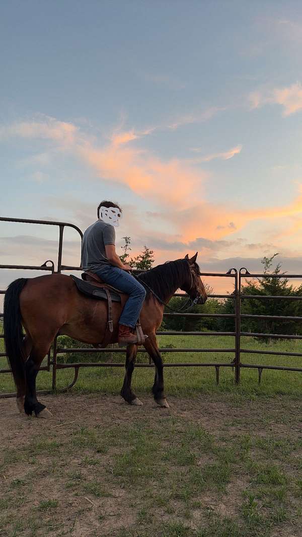 trail-riding-mustang-horse
