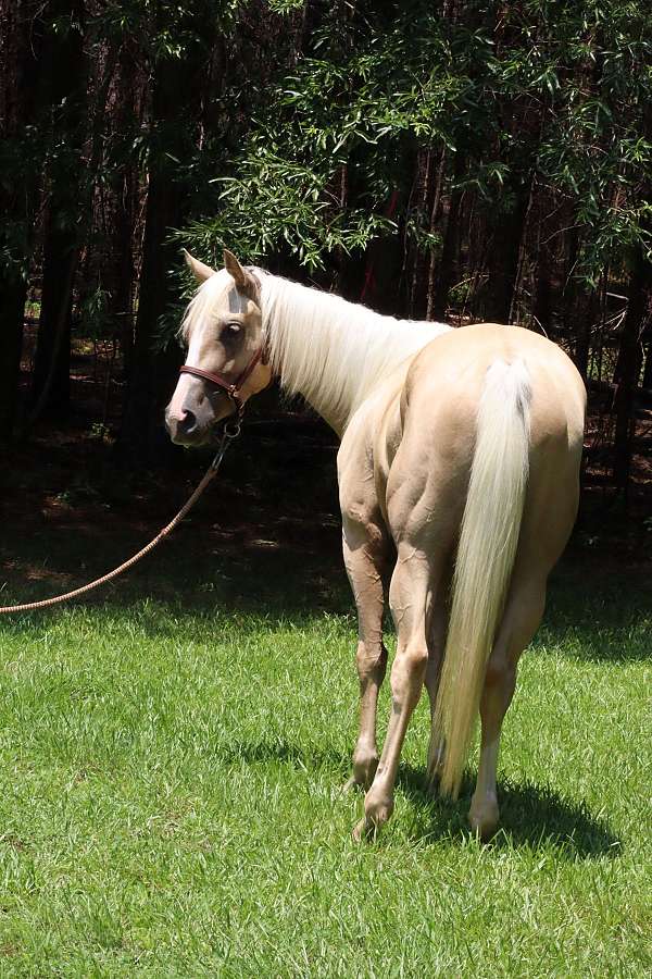 collects-filly
