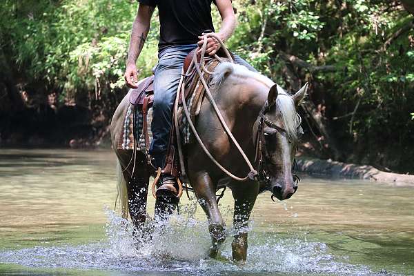 eventing-prospect-filly