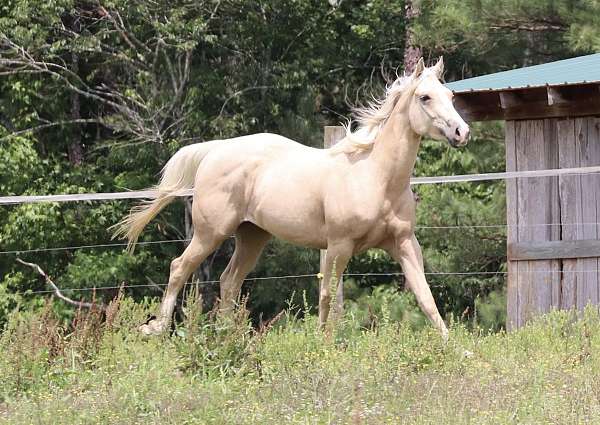 luke-filly