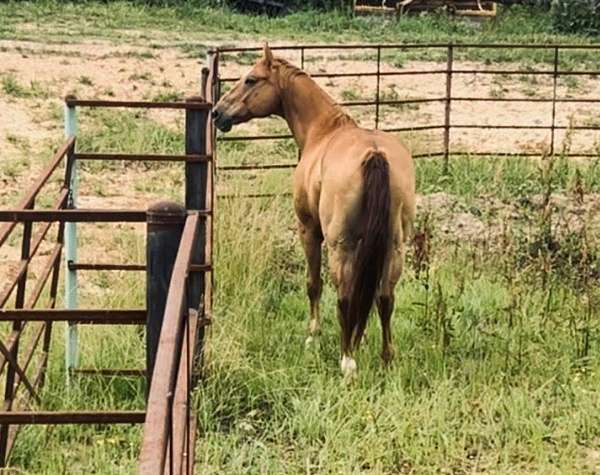 quarter-horse