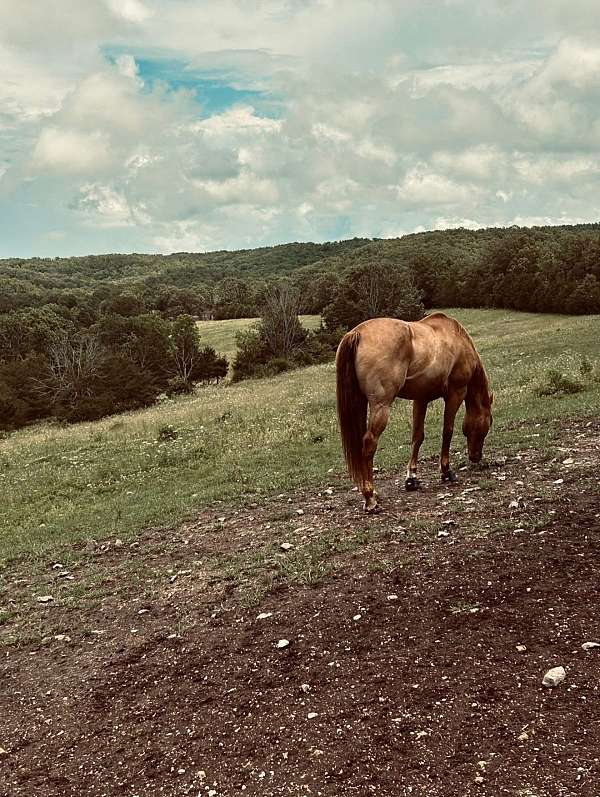 gelding