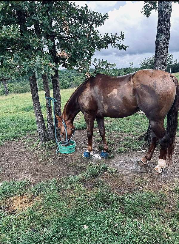 beginner-gelding