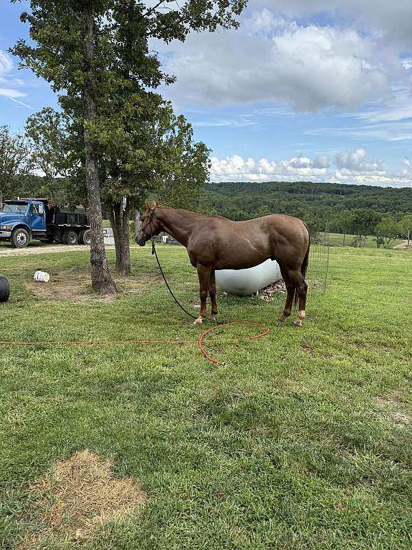 quarter-horse-gelding