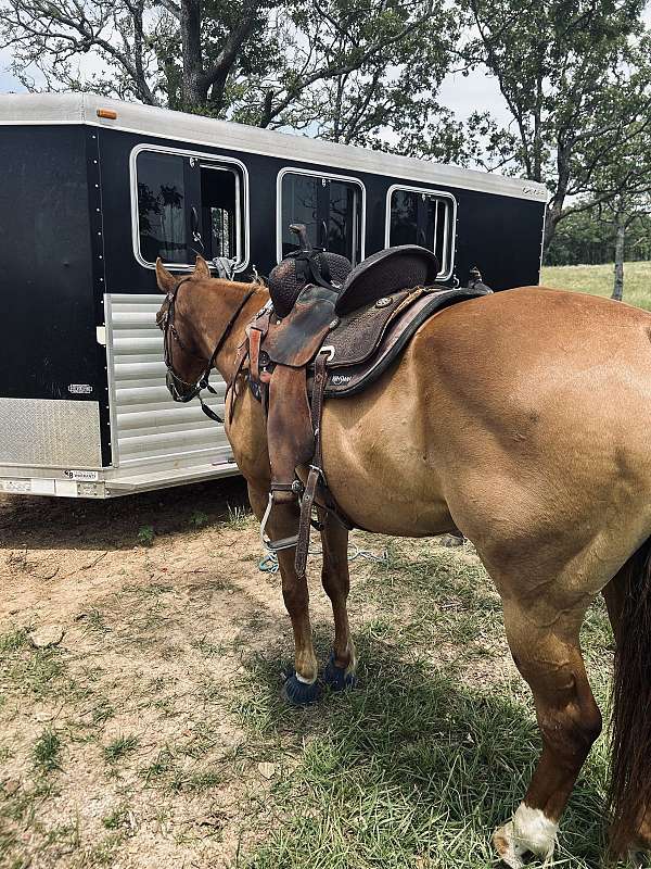 beginner-horse