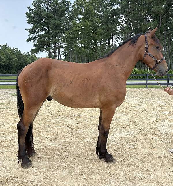 bay-draft-gelding