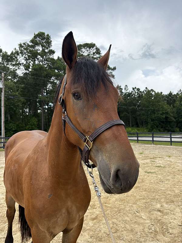 16-hand-draft-gelding