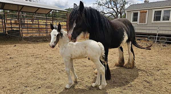 tobiano-horse
