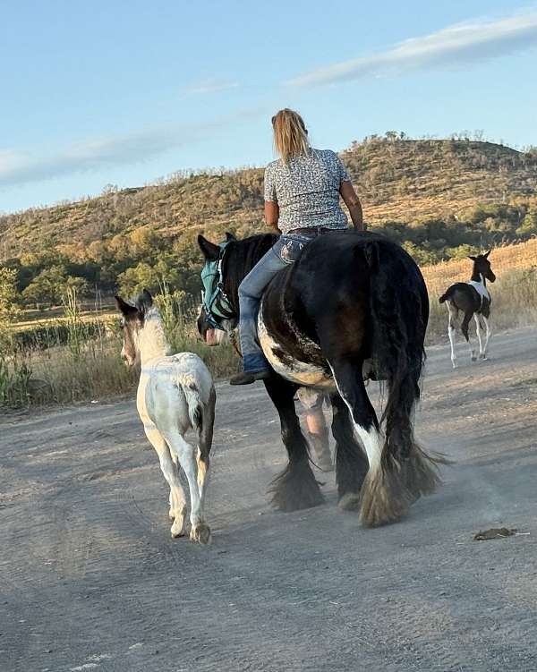 blue-roan-tobiano-horse
