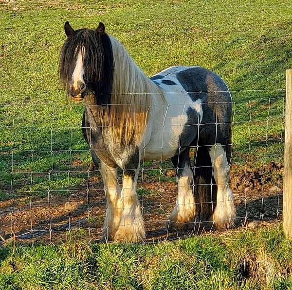 blue-roan-gypsy-vanner-colt