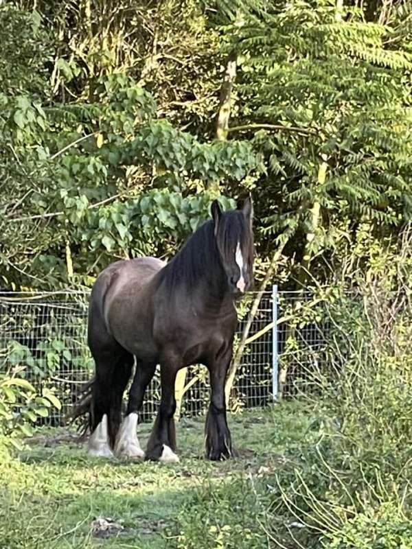 black-smokey-black-foal-for-sale