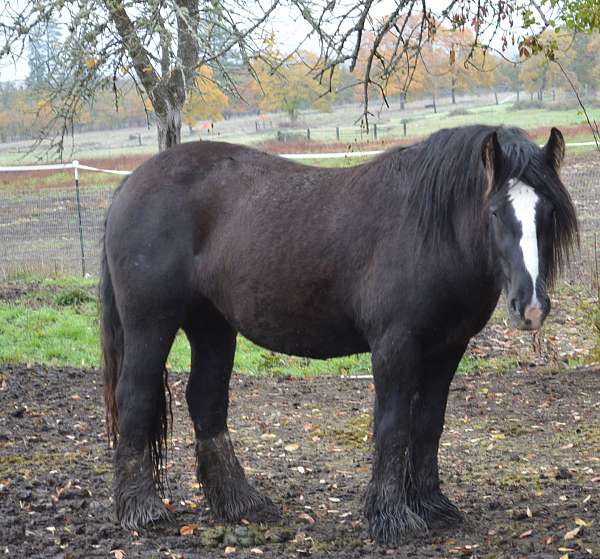 black-smokey-black-stallion