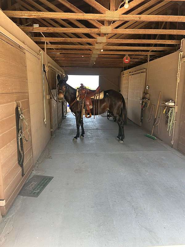 all-mule