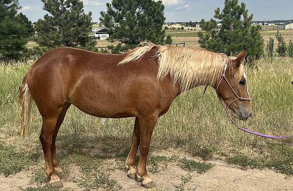 all-around-mustang-horse