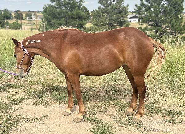 athletic-mustang-horse