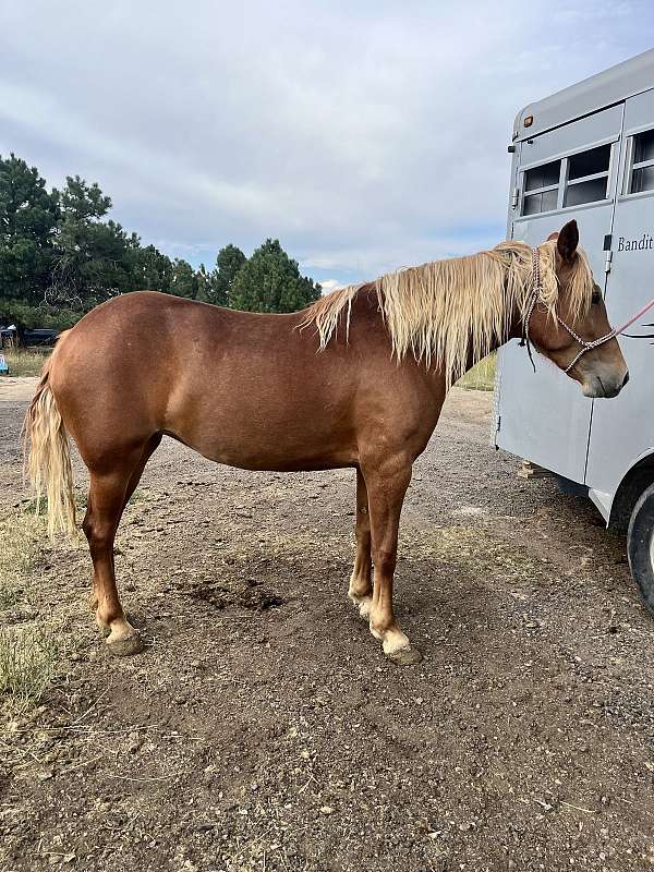 endurance-mustang-horse