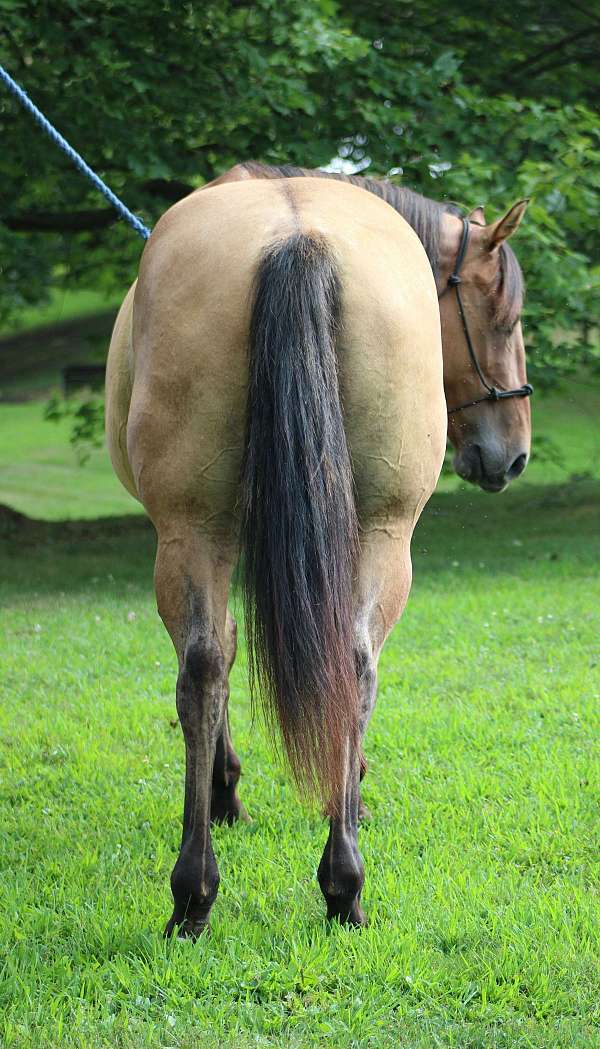 dun-roan-youth-horse
