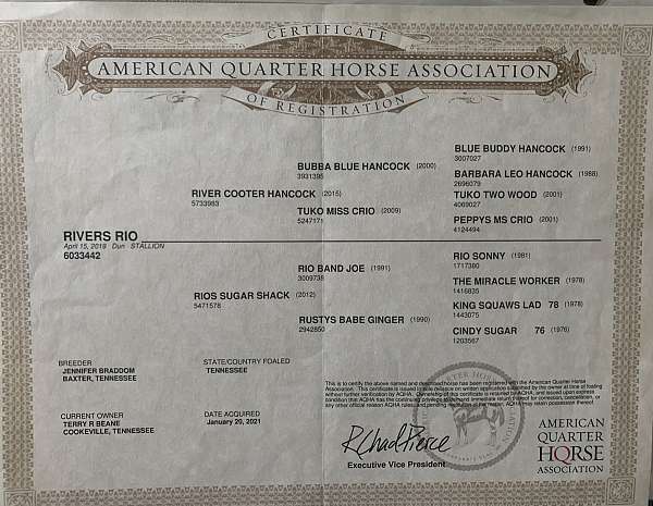 dun-roan-aqha-gelding