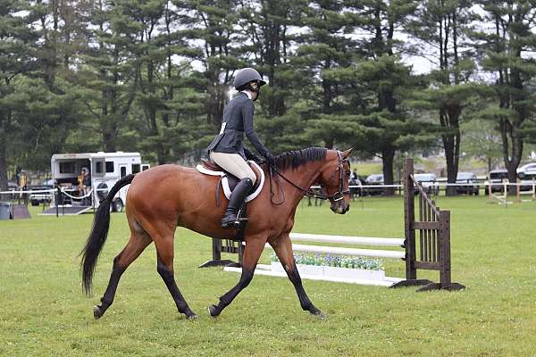 connemara-pony-gelding