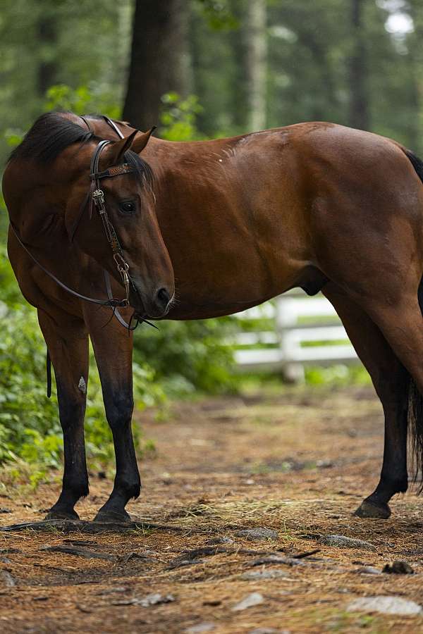 connemara-pony-for-sale