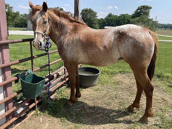 blanketed-rear-stripe-horse