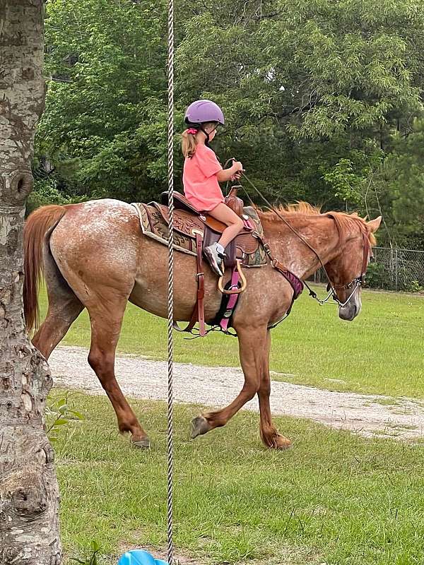 red-roan-blanketed-rear-stripe-horse