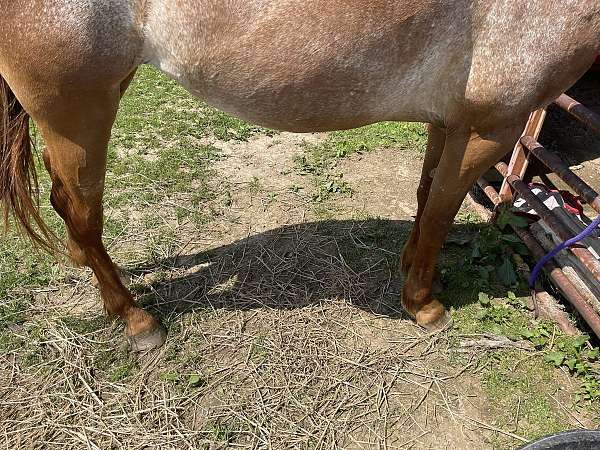 animals-appaloosa-horse