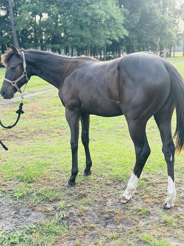 quarter-horse-for-sale
