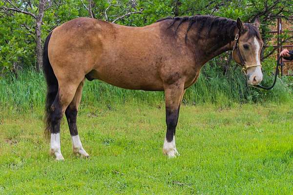 all-around-quarter-horse