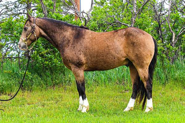 athletic-quarter-horse