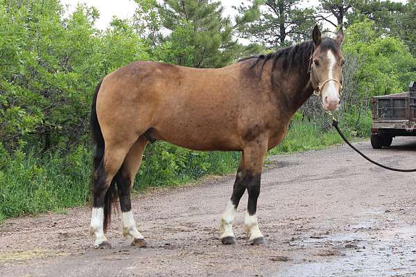 cowboy-mounted-shooting-quarter-horse
