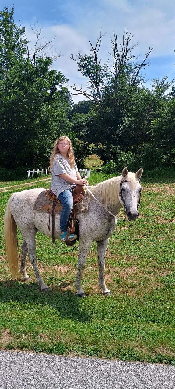 arabian-mare
