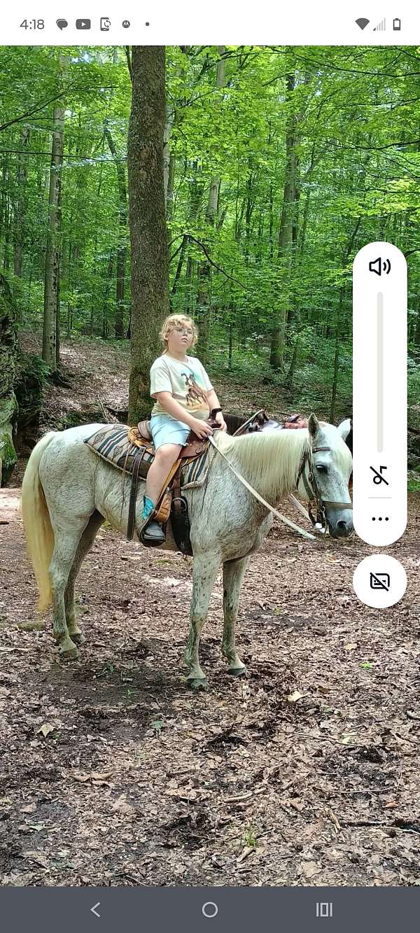 arabian-horse-for-sale