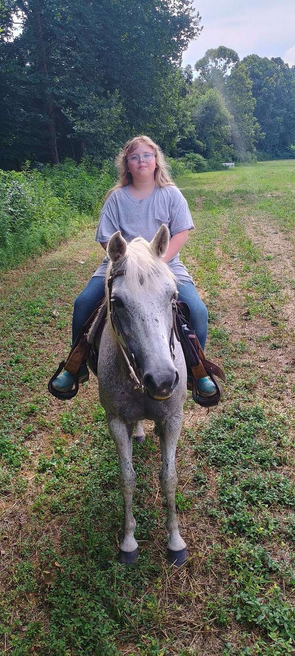 arabian-horse