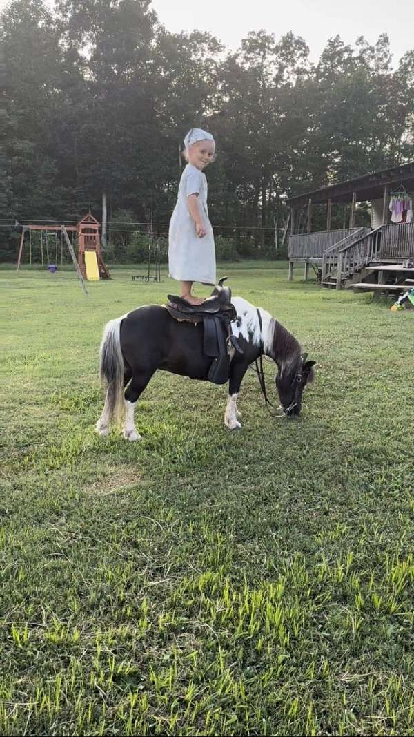 safe-ride-pony