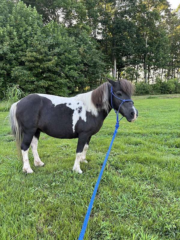 steady-pony