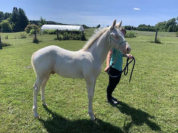 cremello-connemara-pony-colt