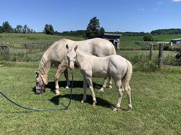 8-hand-connemara-pony-colt