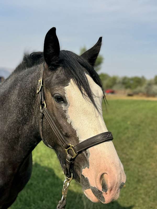 minimal-white-gypsy-vanner-horse